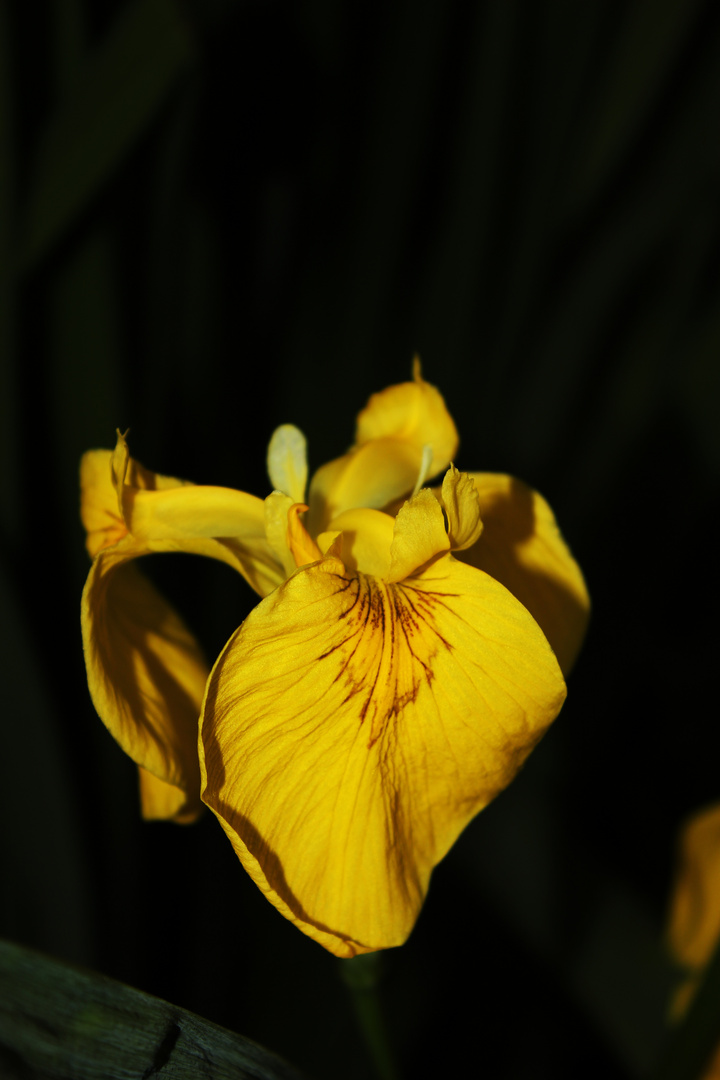 Iris pseudacorus II