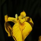 Iris pseudacorus II