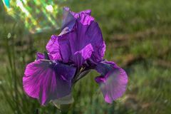Iris pumila 