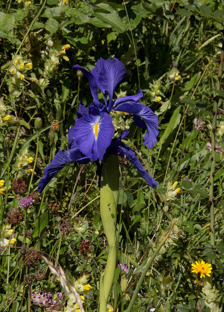 Iris Pyréniensis