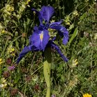 Iris Pyréniensis