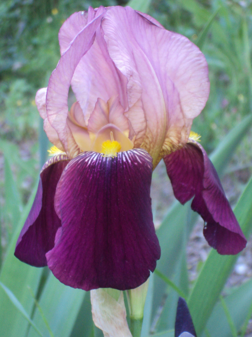 IRIS QUELLE BELLE FLEUR EST QUE GRACE