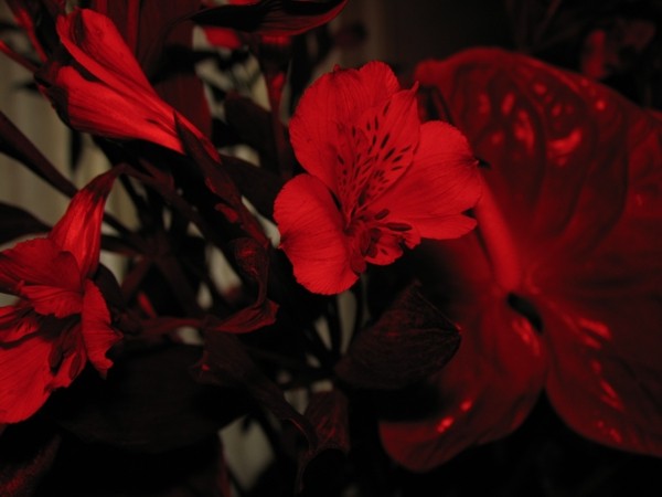 Iris red