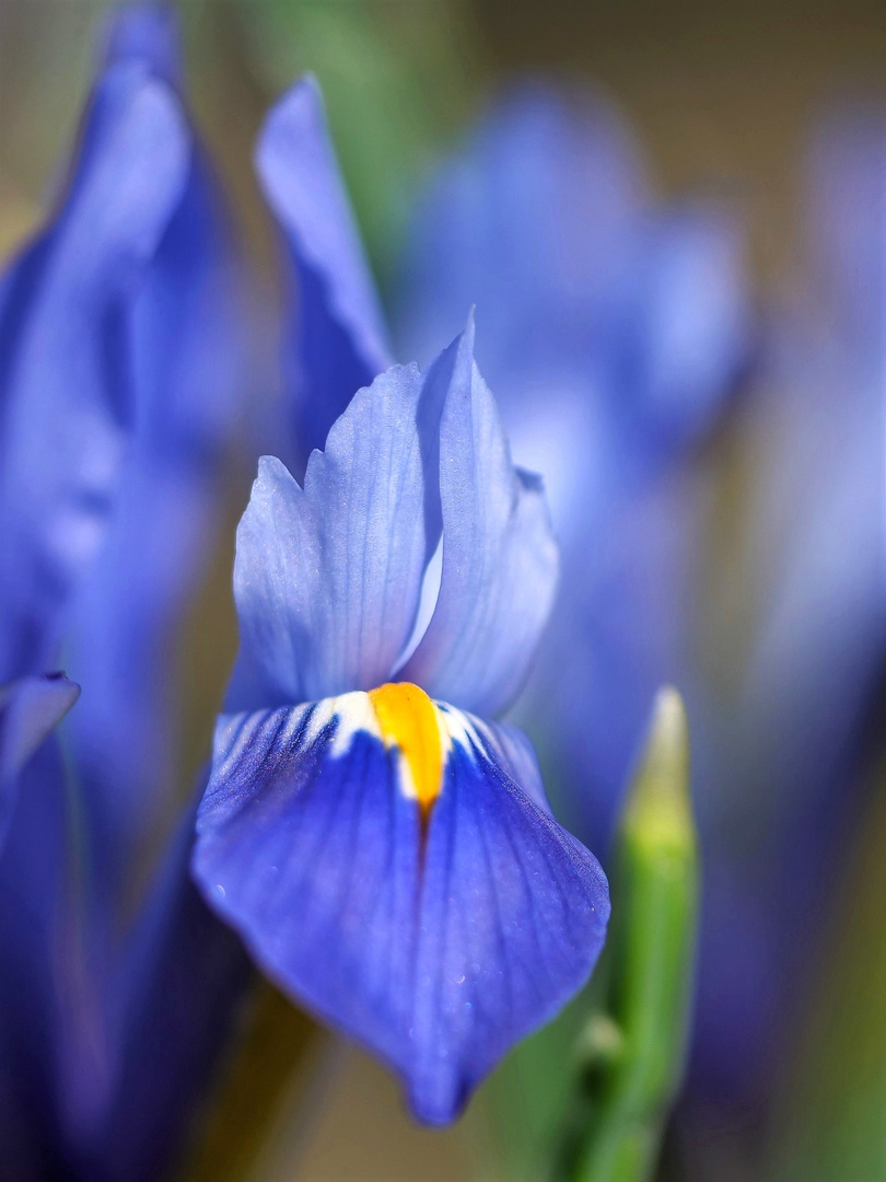 Iris reticulata