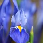 Iris reticulata