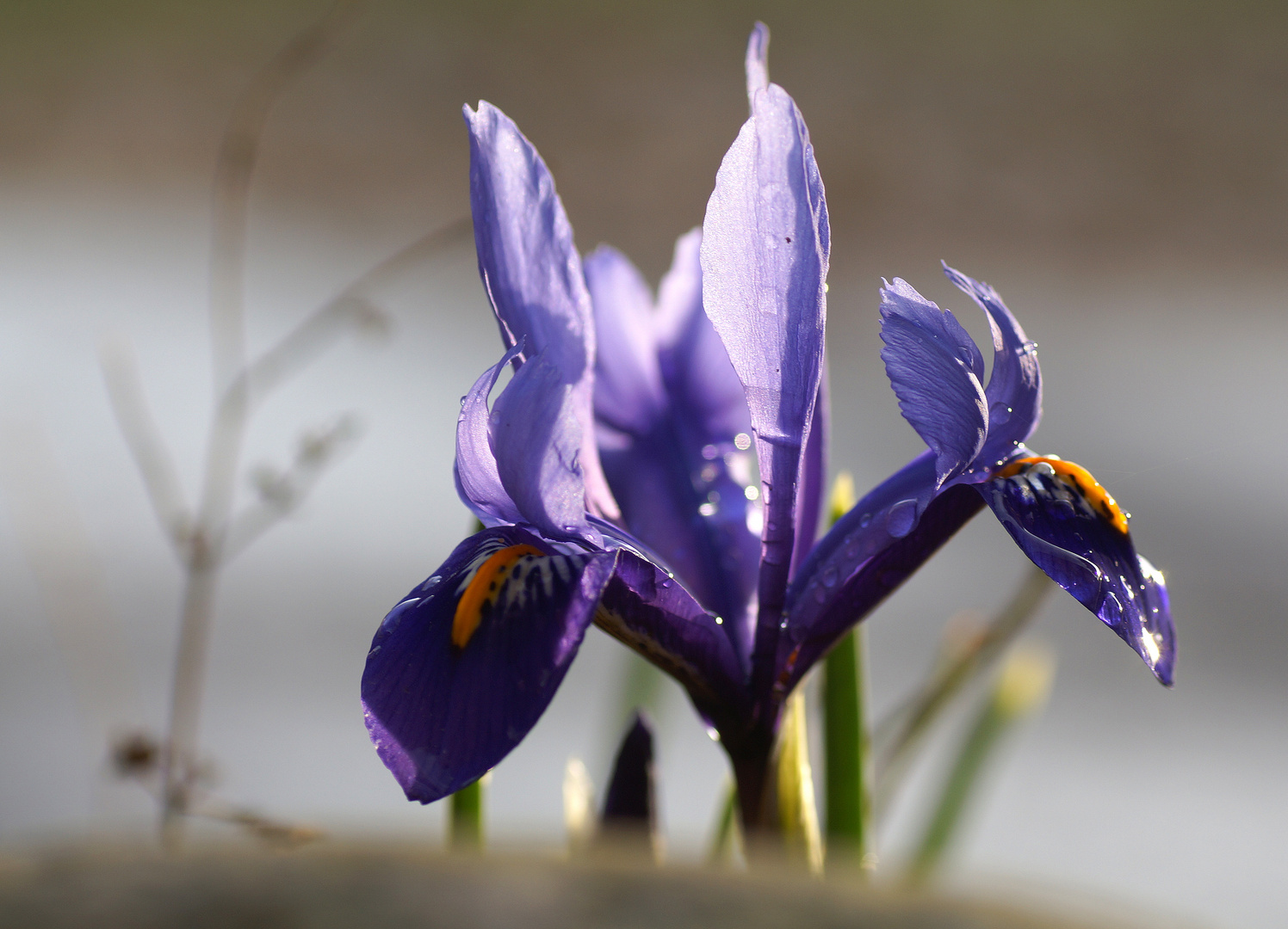 Iris reticulata