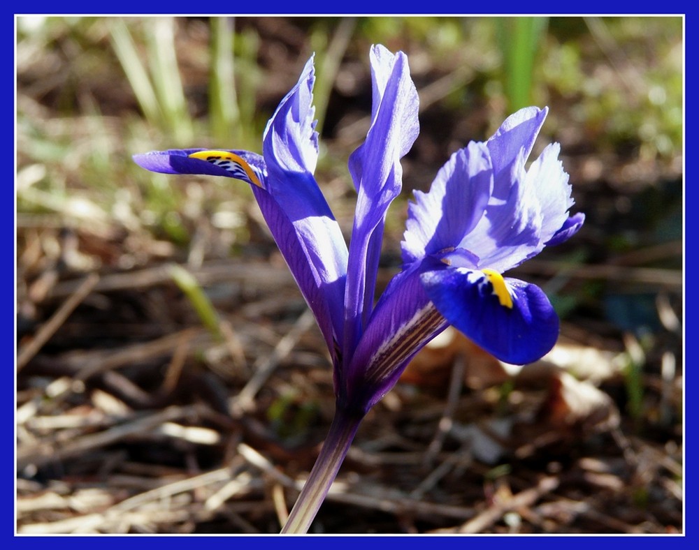 Iris reticulata