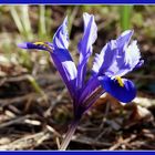 Iris reticulata