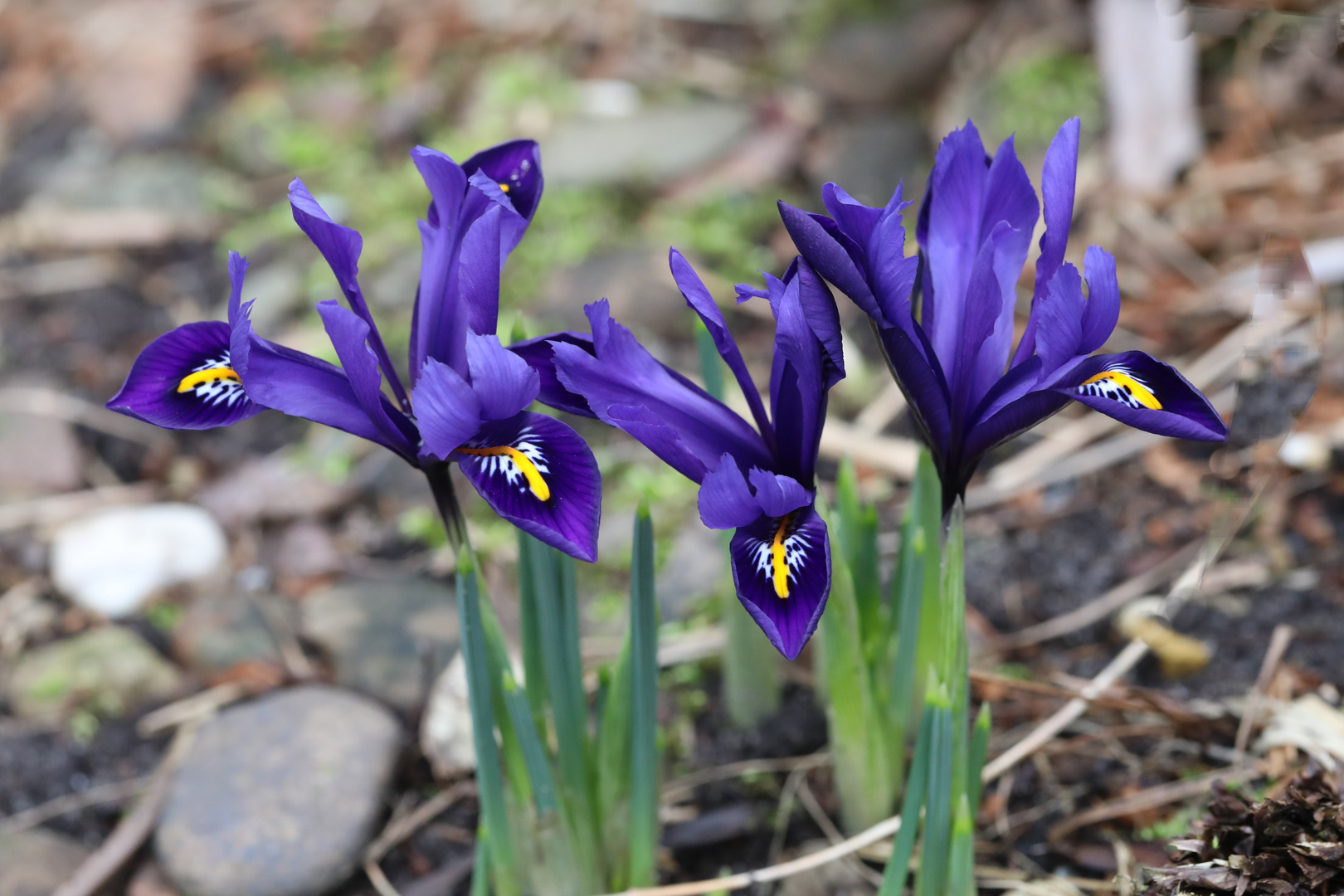 Iris reticulata Foto & Bild natur, pflanzen, iris Bilder auf