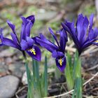 Iris reticulata