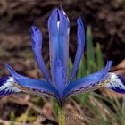 Iris reticulata