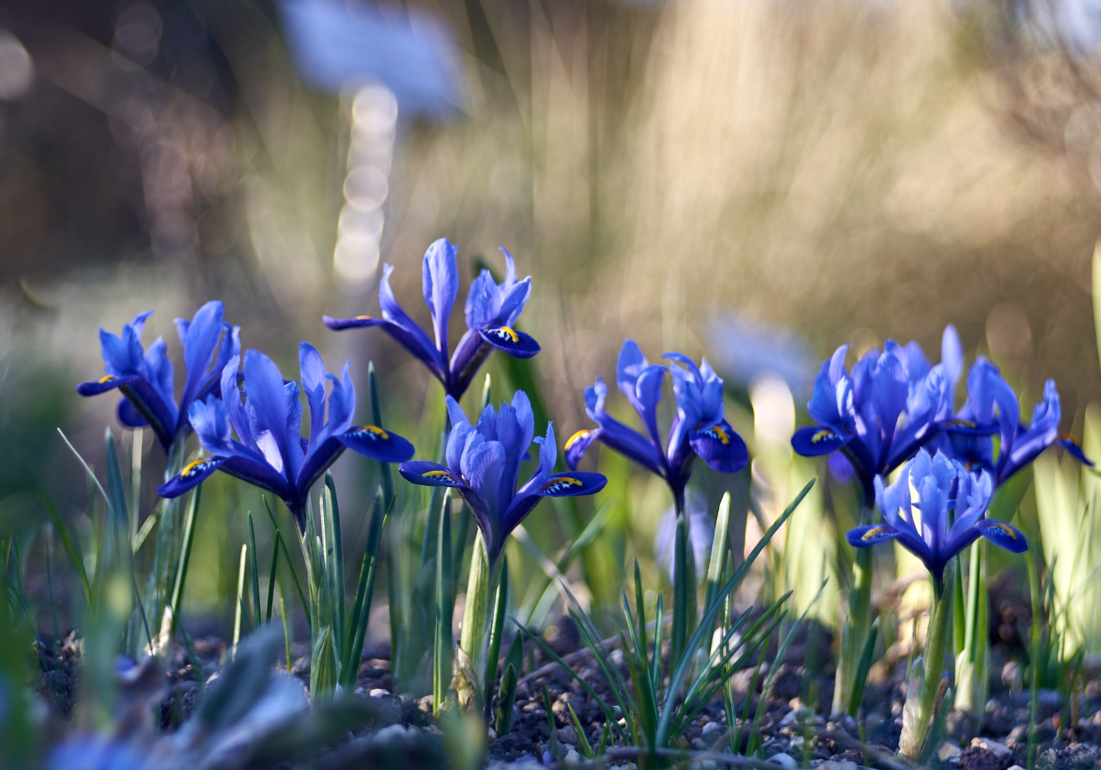 Iris reticulata