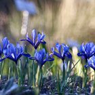 Iris reticulata