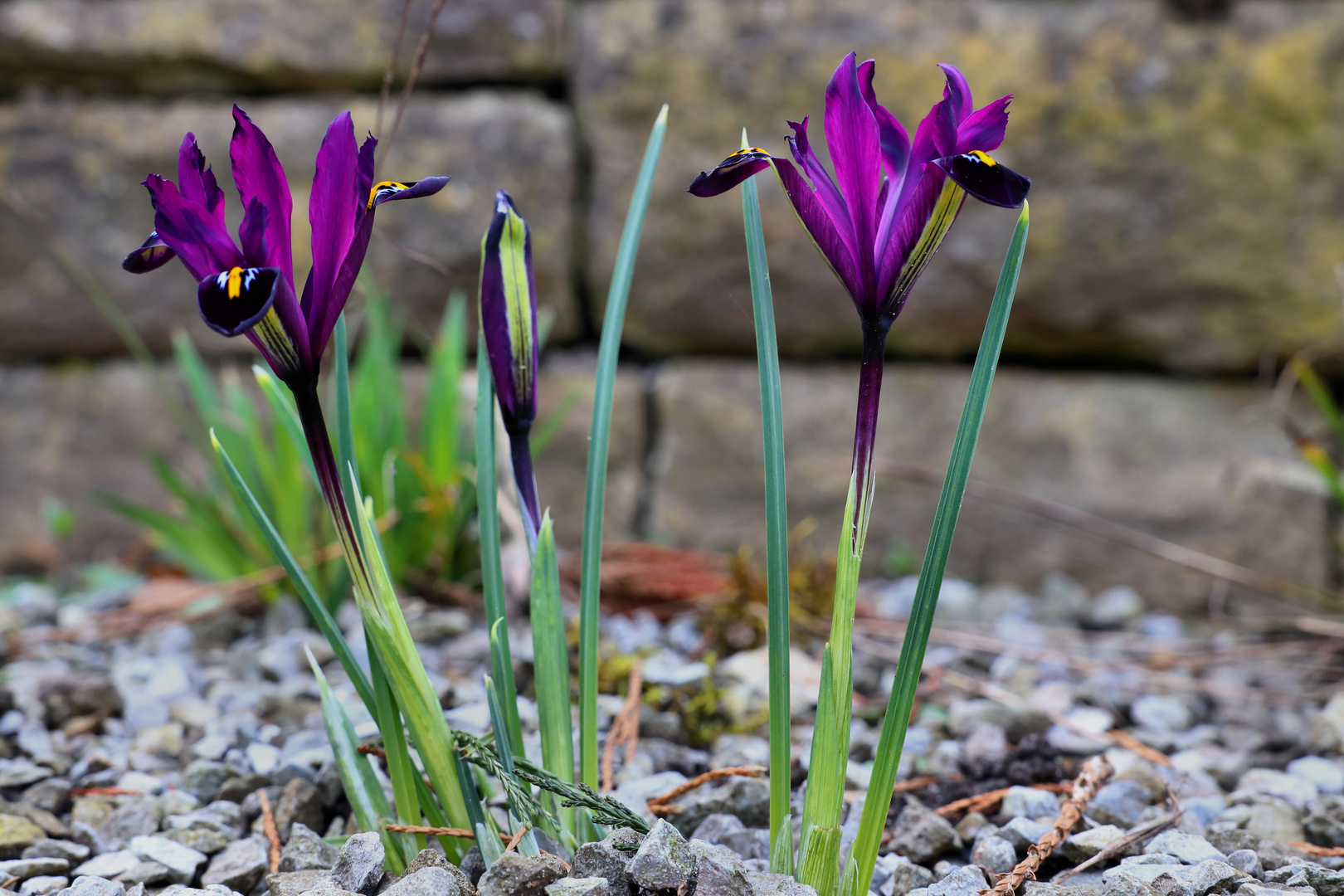 Iris reticulata Harmony