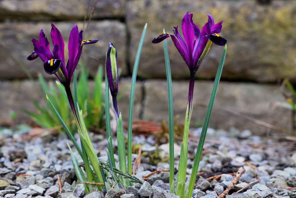 Iris reticulata Harmony Foto & Bild pflanzen, pilze & flechten