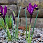 Iris reticulata Harmony