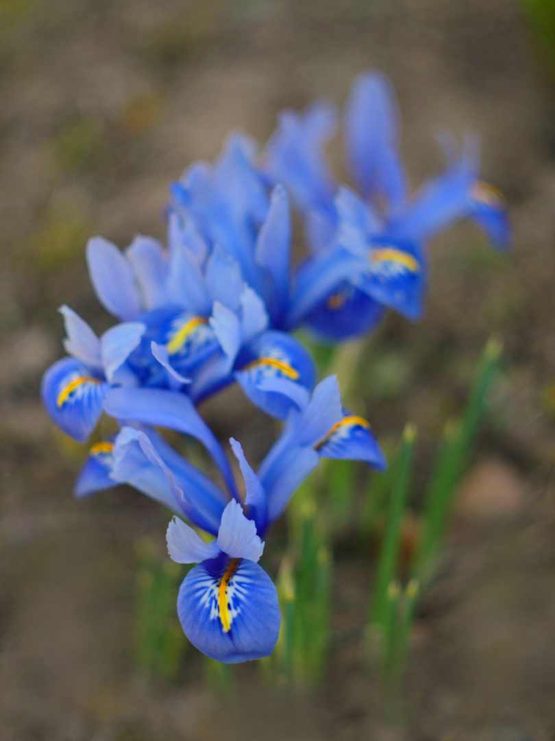Iris reticulata (Netzblattiris)