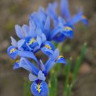 Iris reticulata (Netzblattiris)