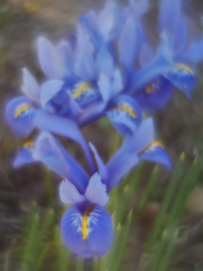 Iris reticulata (Netzblattiris)