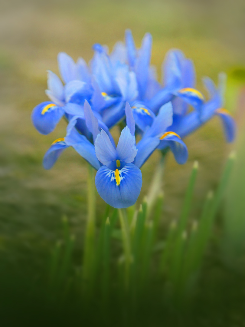 Iris reticulata (Netzblattiris)