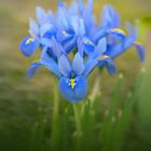 Iris reticulata (Netzblattiris)