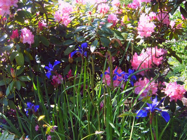 Iris & Rhododendron