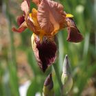 Iris 'Roland'