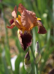 Iris 'Roland'