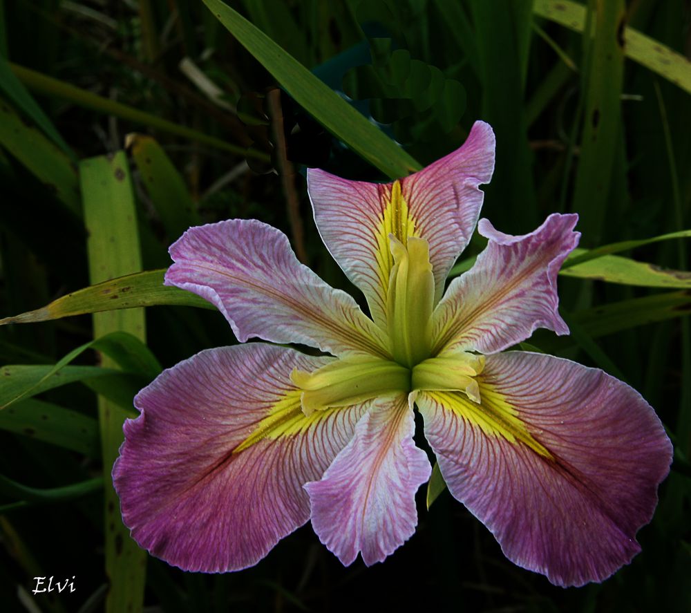 Iris rose photo et image fleurs, fleurs , nature Images