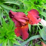 Iris rotbraun - Deep Fire