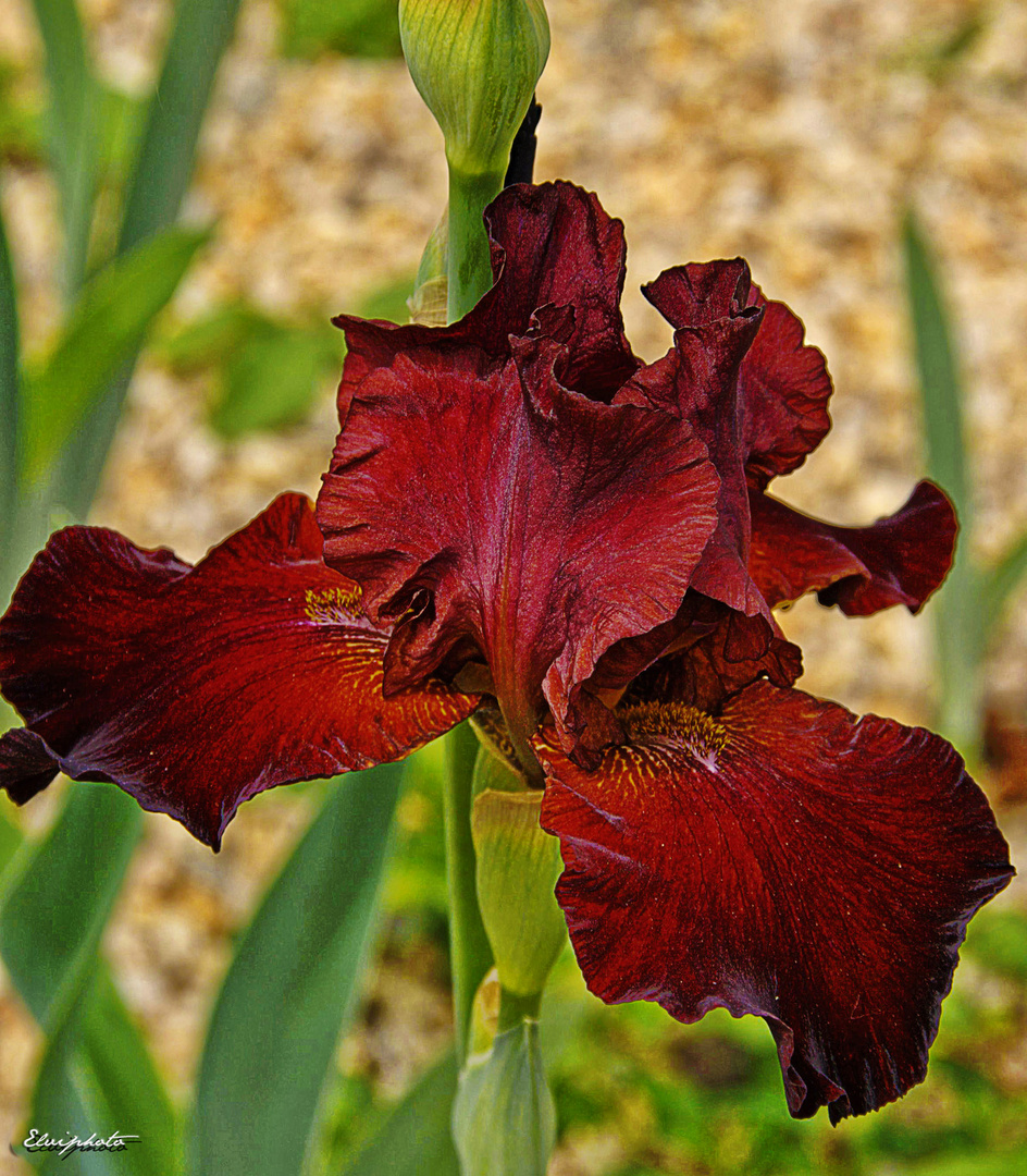 iris rouge