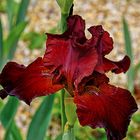 iris rouge