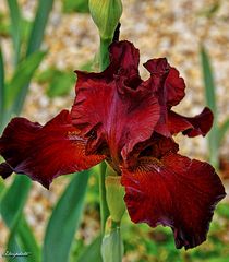 iris rouge