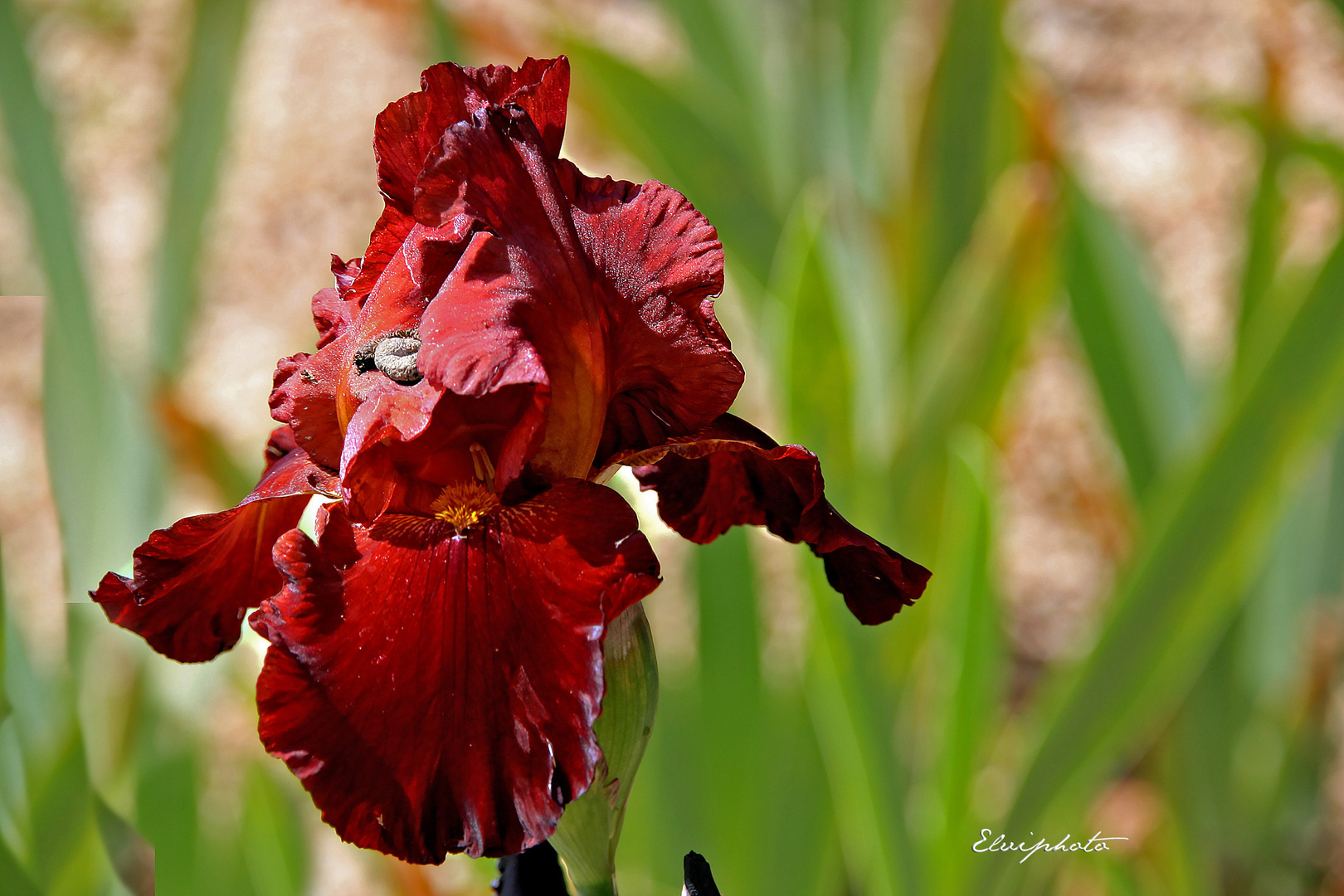 Iris rouge 