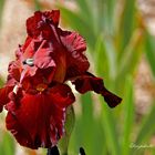 Iris rouge 