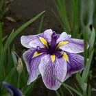 Iris "Royal Pageant"