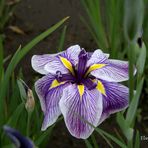 Iris "Royal Pageant"