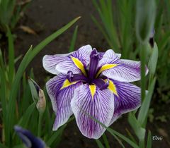 Iris "Royal Pageant"