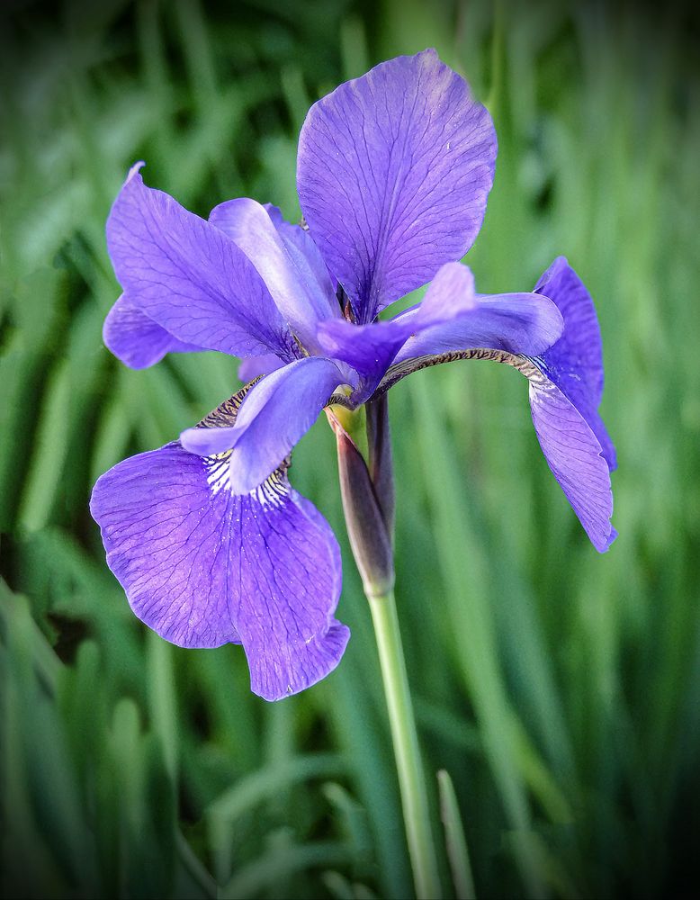 Iris  salvaje