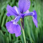 Iris  salvaje
