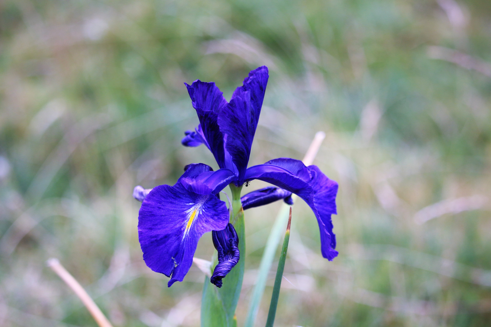 Iris sauvage..