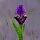 iris sauvage
