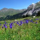 Iris Sauvage dans les Hautes Pyrénées