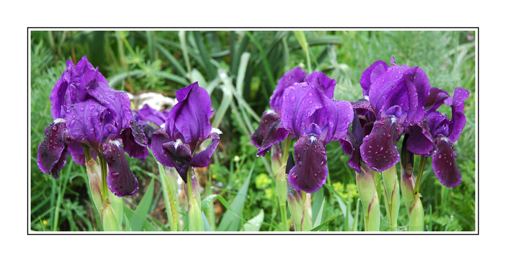 Iris sauvages d'Italie du sud