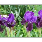 Iris sauvages d'Italie du sud