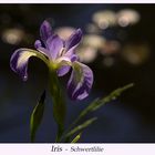 Iris - Schwertlilie