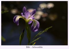 Iris - Schwertlilie