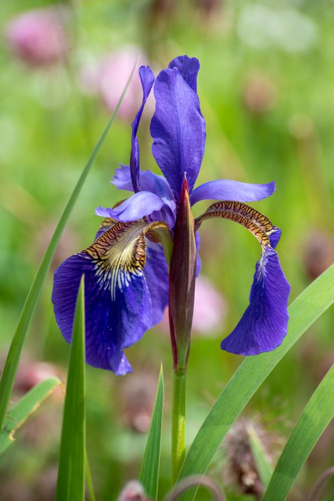 Iris / Schwertlilie am Teich