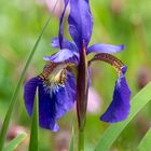 Iris / Schwertlilie am Teich