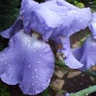 Iris (Schwertlilie)